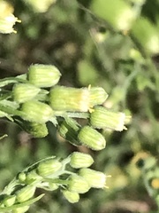 Erigeron