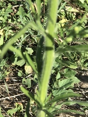 Erigeron