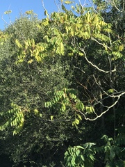 Ailanthus altissima