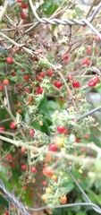 Galium latoramosum