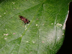 Sphyracephala brevicornis