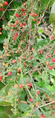 Galium latoramosum