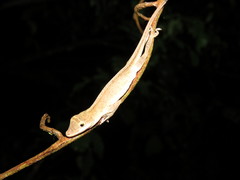 Anolis fuscoauratus