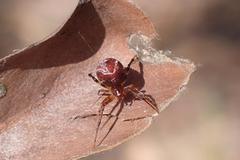 Parasteatoda songi