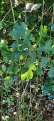 Quercus