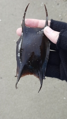 Thornback Ray photo 3