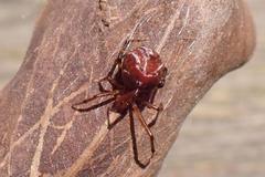 Parasteatoda songi