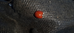 Harmonia axyridis