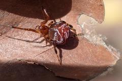 Parasteatoda songi