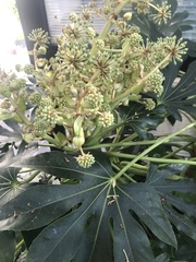 Fatsia