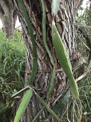 Hylocereeae