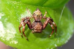 Strigoplus guizhouensis