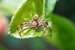 Strigoplus guizhouensis