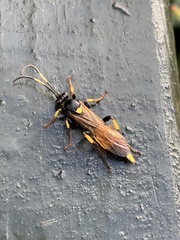 Ichneumon stramentor