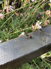 Ichneumon stramentor