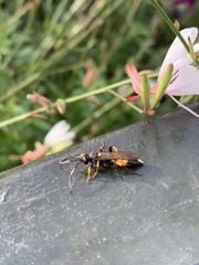Ichneumon stramentor