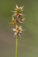 Carex echinata