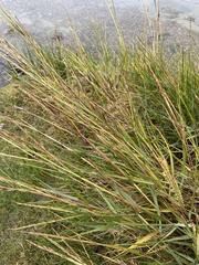 Sporobolus anglicus