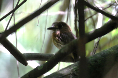 Malacoptila mystacalis