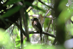 Malacoptila mystacalis