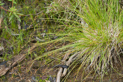 Carex laeviculmis