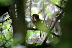 Malacoptila mystacalis