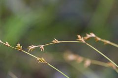 Carex laeviculmis