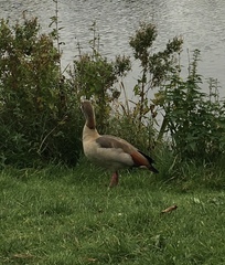 Alopochen aegyptiaca