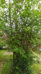 Eugenia involucrata