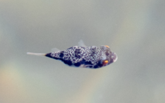 Tetractenos hamiltoni