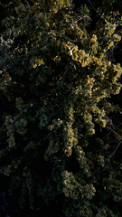 Chamaecytisus prolifer