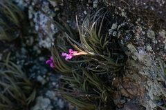 Tillandsia argentina