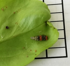 Ocyptamus gastrostactus