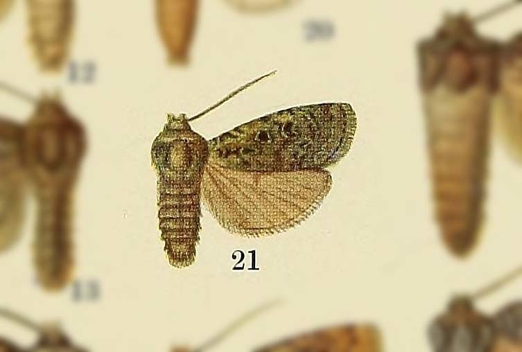 Hermonassa lanceola