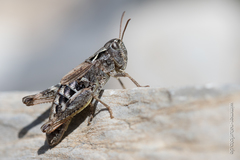 Chorthippus sampeyrensis