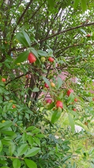 Eugenia involucrata