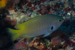 Pomacentrus nigromarginatus