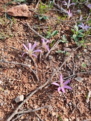 Colchicum filifolium