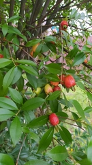 Eugenia involucrata