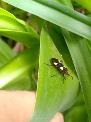 Oncopeltus varicolor