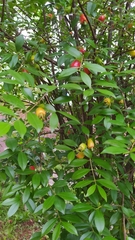 Eugenia involucrata