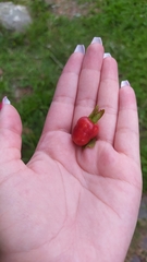 Eugenia involucrata