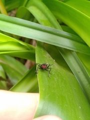 Oncopeltus varicolor