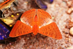 Emesis mandana