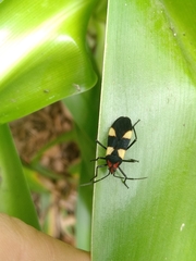 Oncopeltus varicolor