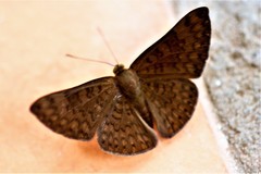 Emesis ocypore zelotes