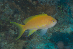 Pseudanthias pleurotaenia