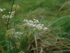 Daucus carota