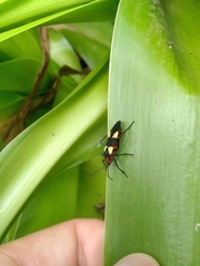 Oncopeltus varicolor