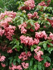 Mussaenda philippica